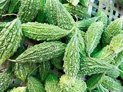 Paudhaa F1 BEST QUALITY BITTER GOURD SEEDS Seed(31 per packet)
