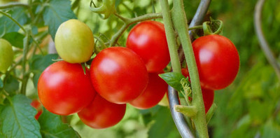 hybrid okra seeds tomato Seed(145 per packet)