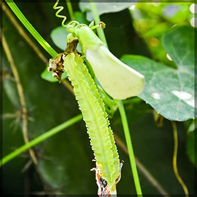 CRGO BEANS Seed(75 per packet)