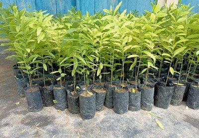 BDSresolve Red sandalwood seeds for plantation/Red chandan seeds 18 Seed(18 per packet)