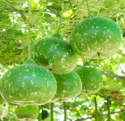 MOONQULTY F1 hybrid Bangladeshi Hazari Round Bottle Gourd Seed(5 per packet)