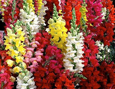 CRGO ANTIRRHINUM Seed(40 per packet)