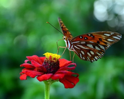 GREENSEA Hybrid Zinnia Flower Seed(21 per packet)