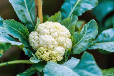 GROOT white cauliflower,gobhee seeds Seed(16 per packet)