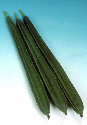 Quentova Sponge Gourd: LONGING-RJ-9V Seed(100 per packet)