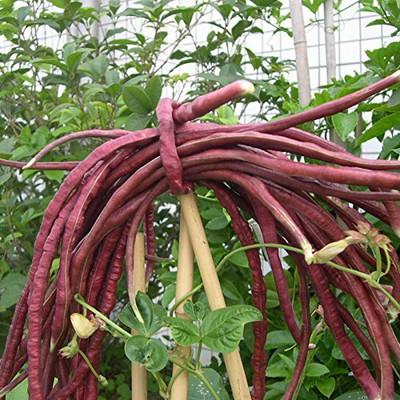 Arshiayat Red Cowpea Beans Lobia Lal Barbati Seed(59 per packet)