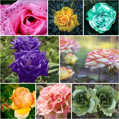 ACMS Rare ENGLISH Rose Seeds Rose Mixed Color Seed(100 per packet)