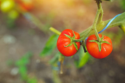 VERDOR tomato Seed(25 per packet)