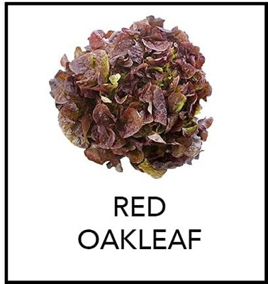 Qualtivate GBPT-5A Red Oakleaf Lettuce Seed(300 per packet)