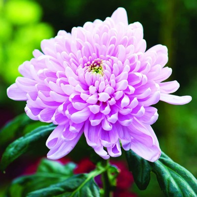 KANAYA Hybrid Seeds Chrysanthemum, Guldaudi Flower Seed(115 per packet)