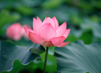 HYBRID lotus,kamal gatta Seed(11 per packet)