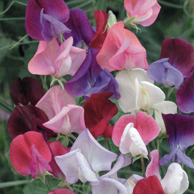 CYBEXIS Flower - Sweet Pea - Heaven Scent Mixed Seed(1 g)