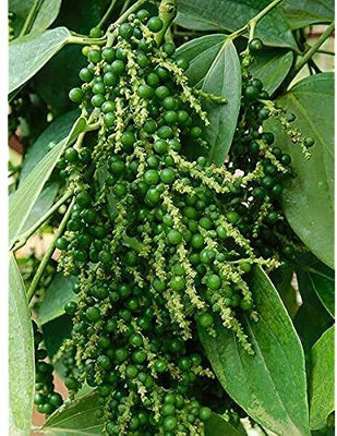 SOFTYGARDEN Black Pepper Plant(Hybrid, Pack of 1)