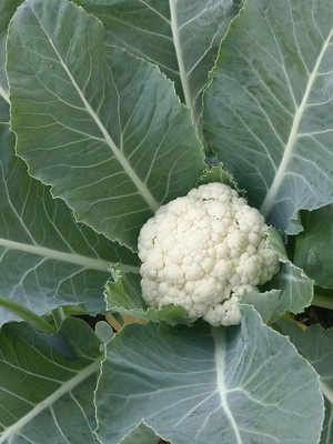 syngenta white cauliflower,gobhee seeds Seed(10 per packet)