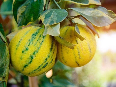 Aywal Mausambi Sweet Lemon Fruit - Citrus Limetta Seed(28 per packet)