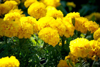 MAHYCO HYBRID TINDA marigold/gende ka phool flower seeds Seed(50 per packet)