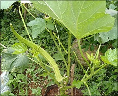 KNESSiN Elephent Tusk Okra SemiShrubby[300 Seeds] Seed(300 per packet)