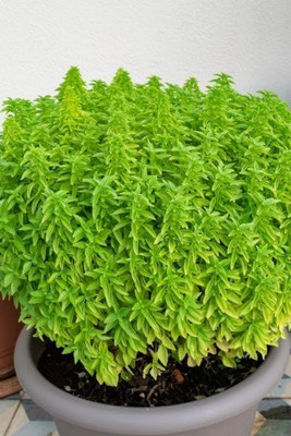 WILLVINE VXI-4 Basil Fino Verde Seed(2000 per packet)