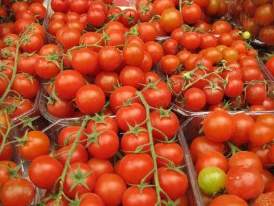 CYBEXIS Hisar Lalima Tomato Variety2000 Seeds Seed(2000 per packet)