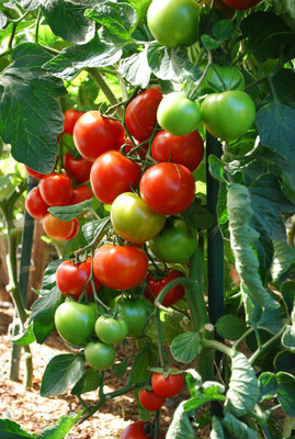 CYBEXIS Salad Tomato Varieties—‘Sweet Clusters’2000 Seeds Seed(2000 per packet)