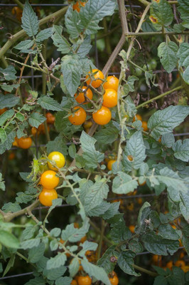 Qualtivate KXL-9AT World's Smallest Yellow Tomato Seed(300 per packet)