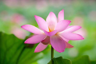 VASUDHA lotus,kamal gatta Seed(11 per packet)