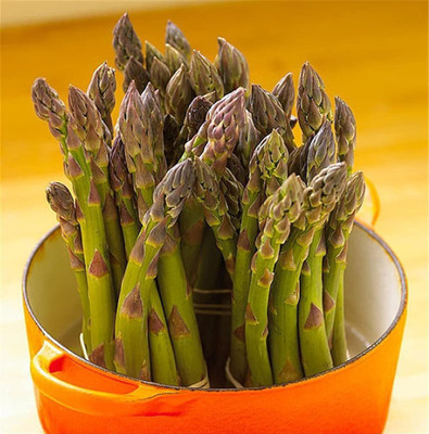 CYBEXIS Good Germination Asparagus Seeds400 Seeds Seed(400 per packet)