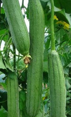 UGRA Smooth Luffa/sponge gourd Seeds Seed(500 per packet)