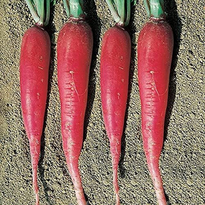 Aywal Red Radish Seeds - Long Mooli Seed(2000 per packet)