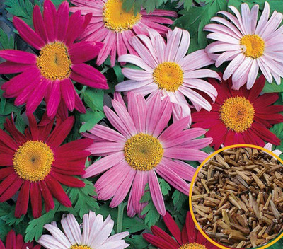 VibeX VXI-53 - Mix Flowers Colorful Perennial Garden chrysanthemum - (90 Seeds) Seed(90 per packet)