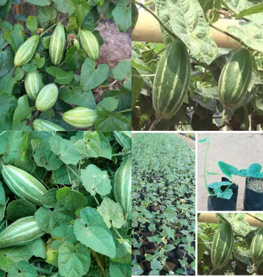 ibains Pointed gourd seeds hybrid beej 11 Seed(11 per packet)