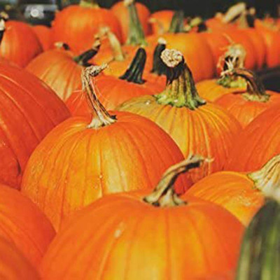 CYBEXIS F49Giant Pumpkin Seeds200 Seeds Seed(200 per packet)