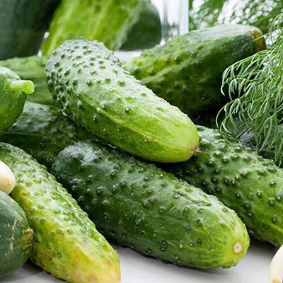 WILLVINE Khira Cucumber Vegetable Seeds -[2000 Seeds] Seed(2000 per packet)