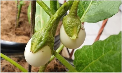 KNESSiN Extended Harvest Season White Egg Brinjal for Planting ( Seeds) Seed(5000 per packet)