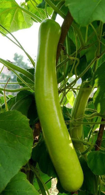 Qualtivate AXL-1AT Bottle Gourd Long F1 Hybrid Seeds Seed(50 per packet)