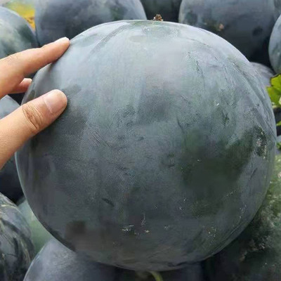 VibeX XLL-52 - Black Diamond Watermelon - (1350 Seeds) Seed(1350 per packet)