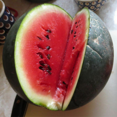 Quentova Watermelon- Sugarbaby-XLR-4P Seed(50 per packet)