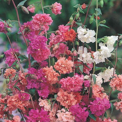 Lorvox Clarkia Elegance Double mixed flower Seed(45 per packet)