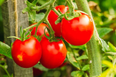 manushya life tomato Seed(30 per packet)