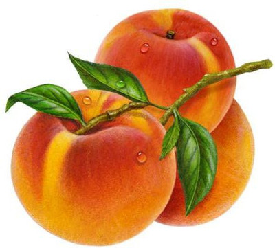 KANAYA Peach Fruit (Aadu) Fruit Seed(4 per packet)
