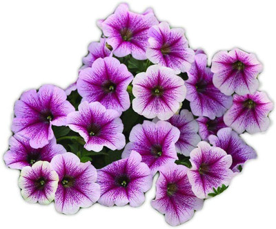 VibeX LXI-56 - Opera Supreme Raspberry Ice Petunia - (60 Seeds) Seed(60 per packet)