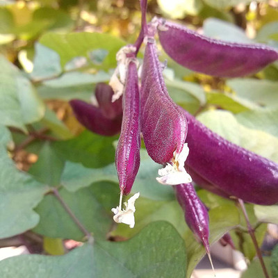 CYBEXIS Hardy Purple Dolichos Lablab Seeds400 Seeds Seed(400 per packet)