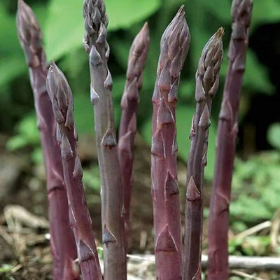 CYBEXIS Organic Asparagus Seeds Continuous Harvest400 Seeds Seed(400 per packet)