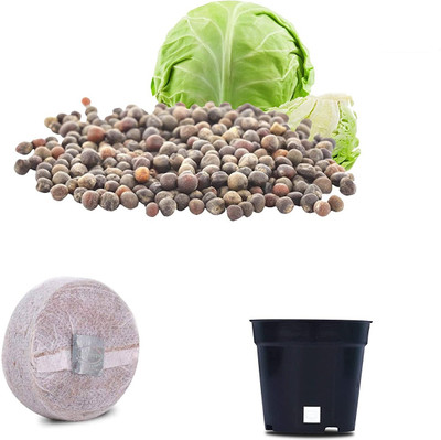 VibeX Cabbage F1 Hybrid Combo with Potter & Rootplug Seed(35 per packet)