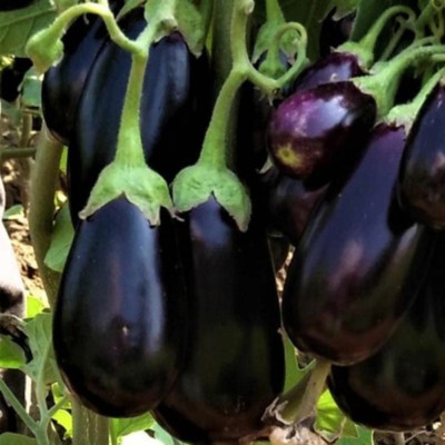 SeeGreen F1 Black Brinjal Seeds, Organic Bengan, Begun Hybird Seeds,Solanum melongena Seed(150 per packet)