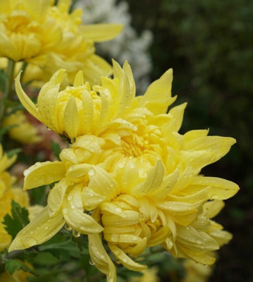 Quentova Chrysanthemum Flower-8K-HQL Seed(50 per packet)