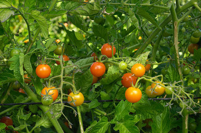 SAMS AGRO tomato Seed(120 per packet)
