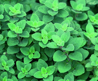 CEZIUS Oregano Seed(40 per packet)