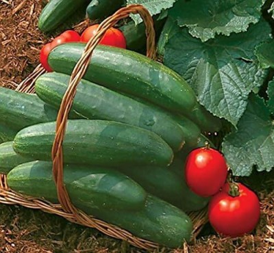 Qualtivate PUAS-2A Bush Champion Slicing Cucumber Seeds Seed(300 per packet)