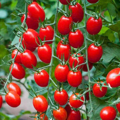 Aywal Hybrid Pusa Ruby High Yield Tomato Seed(500 per packet)